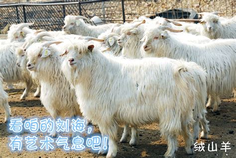 大尾羊品种,大型品种羊,大尾羊(第11页)_大山谷图库