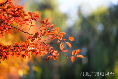 摄影师镜头下的秋日美景，如诗如画，让人们感受到了秋天的魅力