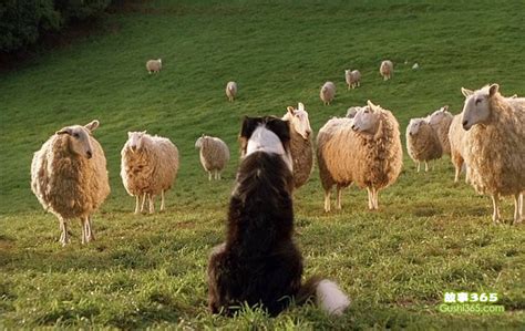 牧羊犬放羊图片,品种,比较好_大山谷图库