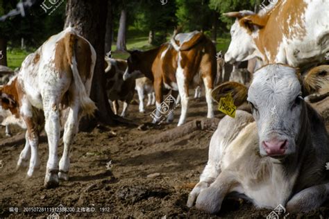 牧牛场的奶牛高清图片下载-正版图片503425132-摄图网