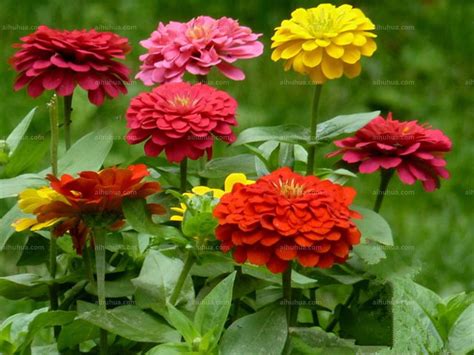 百日草花是您希望在花园中种植的最茂盛的花朵之一最容易生高清图片下载-正版图片507293768-摄图网