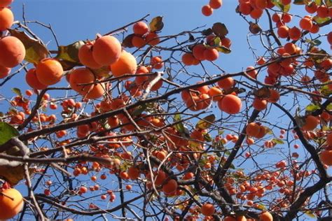 柿子树可以在黑龙江栽植吗-花卉百科-绿宝园林网