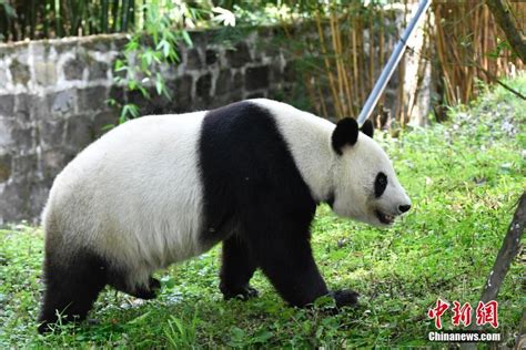 旅美大熊猫“贝贝”启程回国-新闻中心-温州网