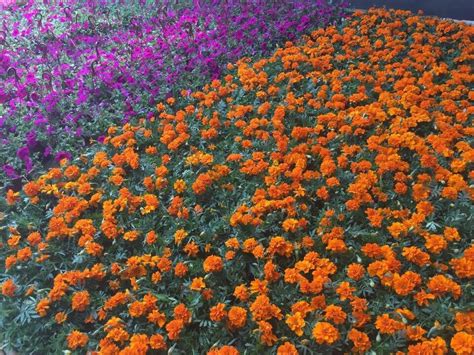 花卉销售---走进武汉九真山景区 - 武汉泽安园林工程有限公司