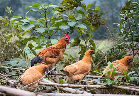 谈一谈今年的土鸡养殖项目发展、市场格局和行情趋势_农家