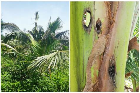 椰子常见病虫害防治方法 - 运富春
