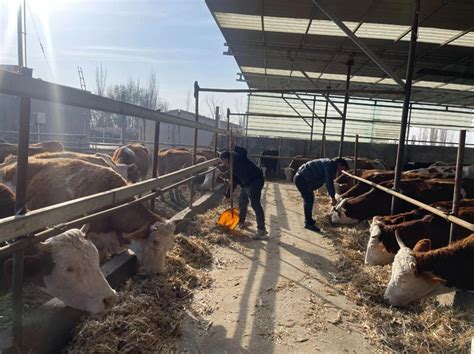新疆焉耆：养殖致富“牛”路子