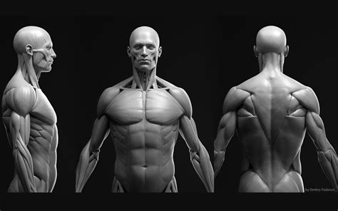 男性肌肉解剖3D模型-Anatomy male ecorche + RENDER SCENE_CGgoat