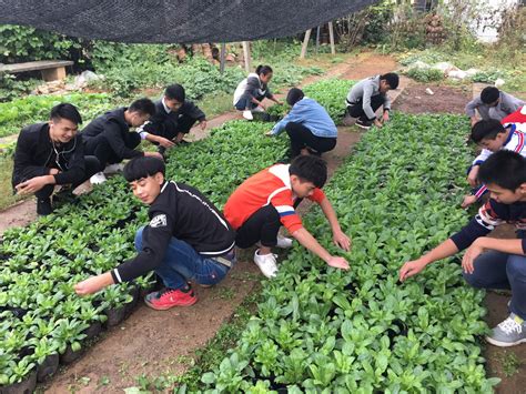 成都一中学校园里建农场，学生下田种菜成必修课 - 封面新闻