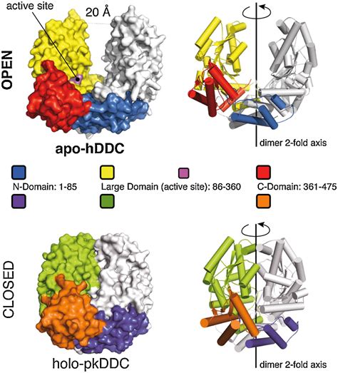 Open conformation of human DOPA decarboxylase reveals the mechanism of ...