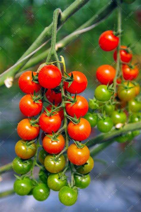 小番茄种植方法和时间（圣女果的种植方法） - 花晓网