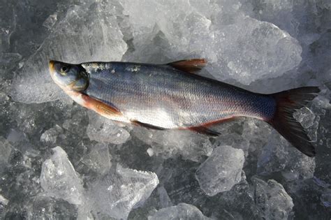 三都港 冷冻东海银鲳鱼450g 平鱼 深海鱼 生鲜 鱼类 海鲜水产 烧烤食材-商品详情-光明菜管家