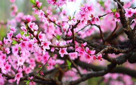 桃花的寓意和象征花语是什么-绿宝园林网