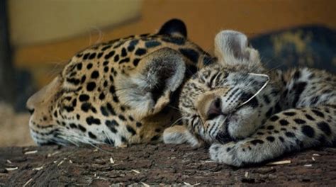 我国河南省唯一的国家一类重点保护哺乳动物--金钱豹