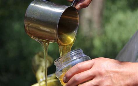 蜂蜜-黄柏蜜的功效与作用及禁忌-德宜草堂