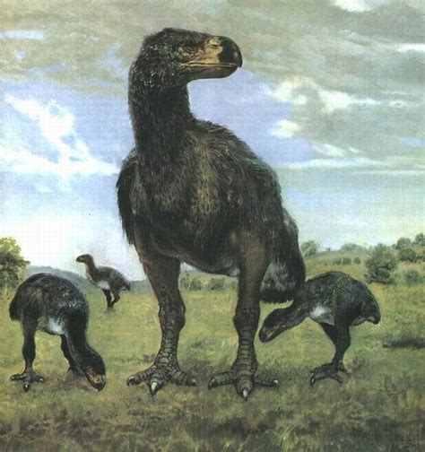 科学家证明人类导致恐鸟灭绝 - 生物通