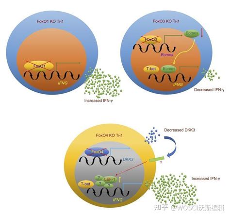 Th1细胞分化与流式检测靶点 - 联科生物