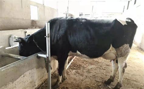 安宁区完成2021年奶牛保险工作