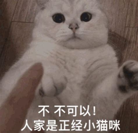 抖音popo猫动态表情包-popo猫动态表情包分享 - 0311手游网