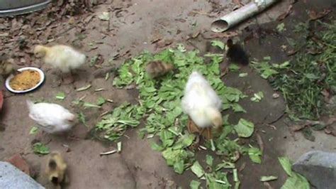 航拍农村散养放养家禽鸡鸭鹅mp44K视频素材