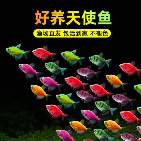 胭脂红中国斗鱼白化红冷水鱼原生鱼观赏小鱼好养耐活鱼苗无需打氧-淘宝网