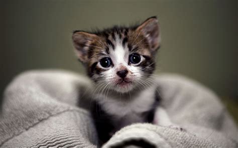 世界上十种最可爱最萌的猫咪品种，能养一只真的满足了