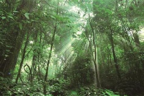 热带雨林探险旅游摄影图免费下载_png格式_1344×896像素_编号570916029803404471-设图网
