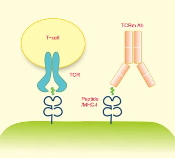 TCRm纳米抗体发现服务 - - NBBIOLAB