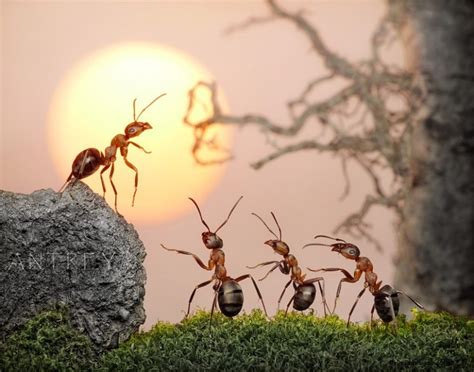 蚂蚁储存食物