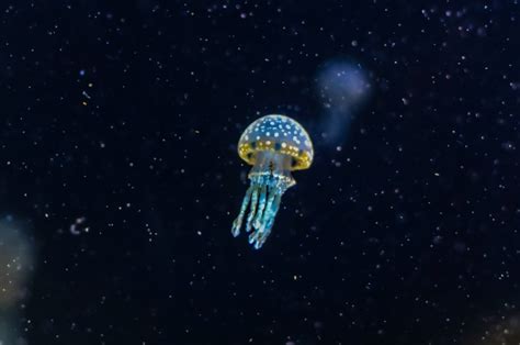 超美的水母高清写真你一定没见过-青岛水族馆官方网站