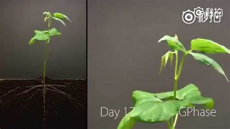 豆芽发芽延时视频, 25天的生长过程, 很好的展示了生命的力量!_腾讯视频