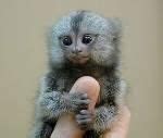 带你去游览神奇的世界--地球上最小的猴子 - 必经地旅游网