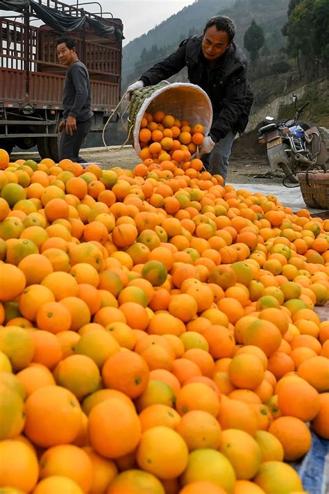 重庆特色产业柑橘：年产值超300亿元，全市多个区县共同发力 - 知乎