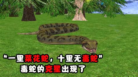 “一里菜花蛇，十里无毒蛇”，为什么毒蛇怕无毒的菜花蛇？