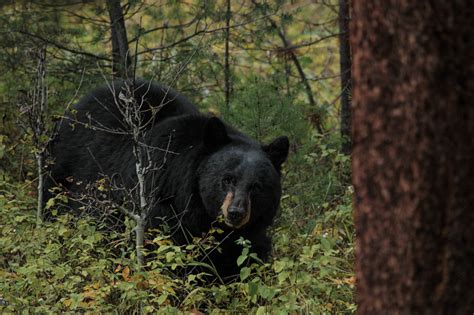 黑熊,动物保护,黄石公园,野生动物保护,熊,自然,美国西部,野生动物,美国,国家公园摄影素材,汇图网www.huitu.com