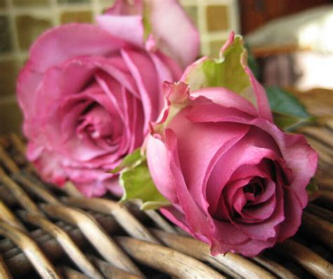 玫瑰花苗种植方法（玫瑰的压条培育方法） - 花晓网