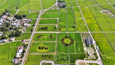 凯斯纽荷兰与中化农业崇州MAP服务中心召开现代农业机械观摩会 | 农机新闻网