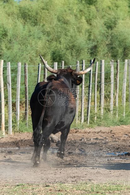 牛在田里跑牛在卡马格对高清图片下载-正版图片505586802-摄图网