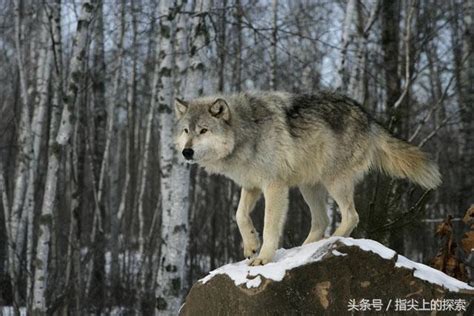 什么时候出现了“狼”这个物种？_指尖头条_发现_指尖探索 · 科学