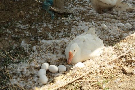 长沙洋湖的天鹅妈妈很受伤！因天鹅蛋被偷 偷盗者请尽快归还！_社会_长沙社区通
