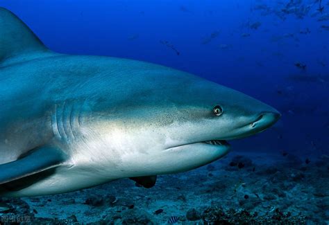 世界上最危险的鱼类：Top10 - 一起盘点网