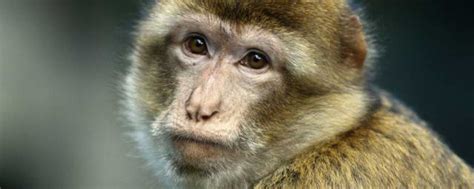 猴子一般能活多少岁 猴子的寿命_知秀网