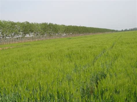 大麦种植之后一亩地产量多少-长景园林网