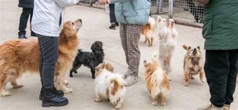 北京流浪动物救助者李林：“让它们都有一个家”__财经头条
