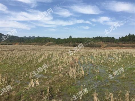 江西省上饶市鄱阳县180亩的小岛转让-农村土地网