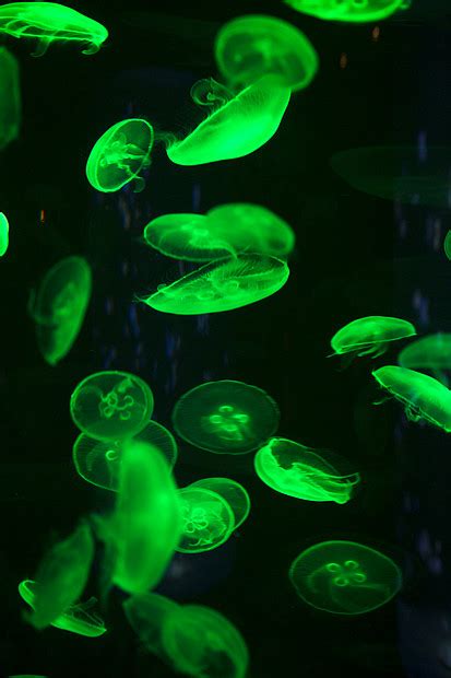 明亮的水母漂浮黑暗的海水中高清图片下载-正版图片300167937-摄图网