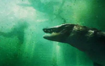 《巨鳄风暴》4k高清免费在线观看 - 电影完整版(未删减) - 4k影视