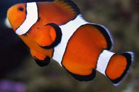 西巴布亚-小丑鱼