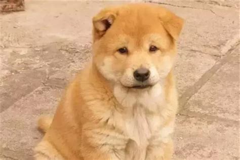 土狗非主流头像