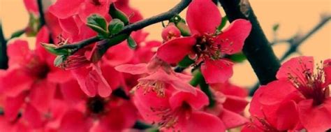 什么是秋海棠花语？有哪些常见的品种 - 运富春